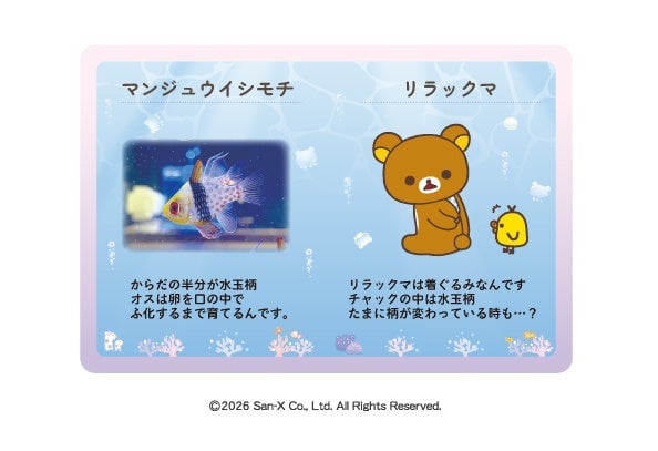 Rilakkuma Collaboration Event at Joetsu Aquarium in Niigata – photo 3