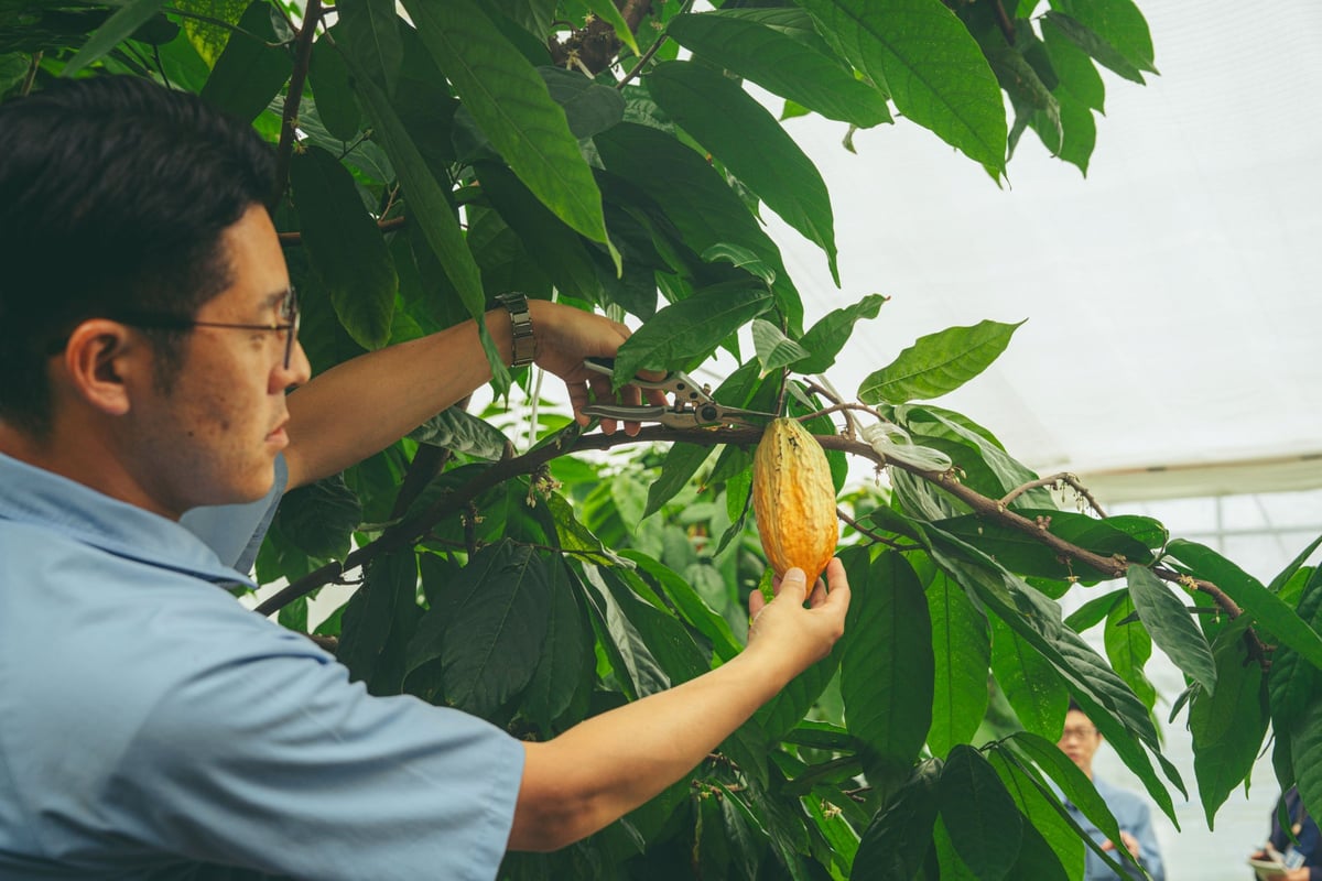 LE CHOCOLAT DE H at VISON: Domestic Chocolate Made from 100% VISON-Grown Cacao From June 24