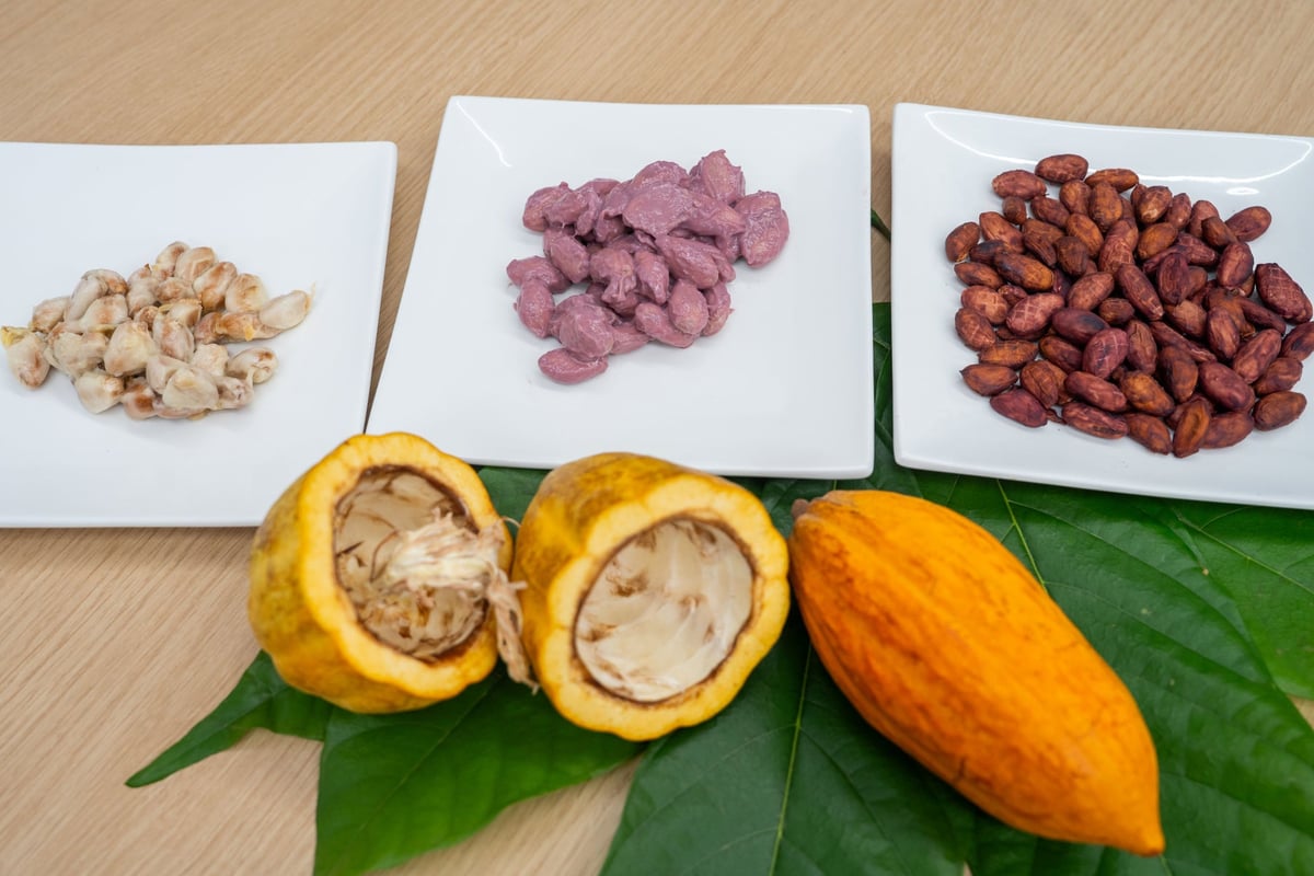 LE CHOCOLAT DE H at VISON: Domestic Chocolate Made from 100% VISON-Grown Cacao From June 24
