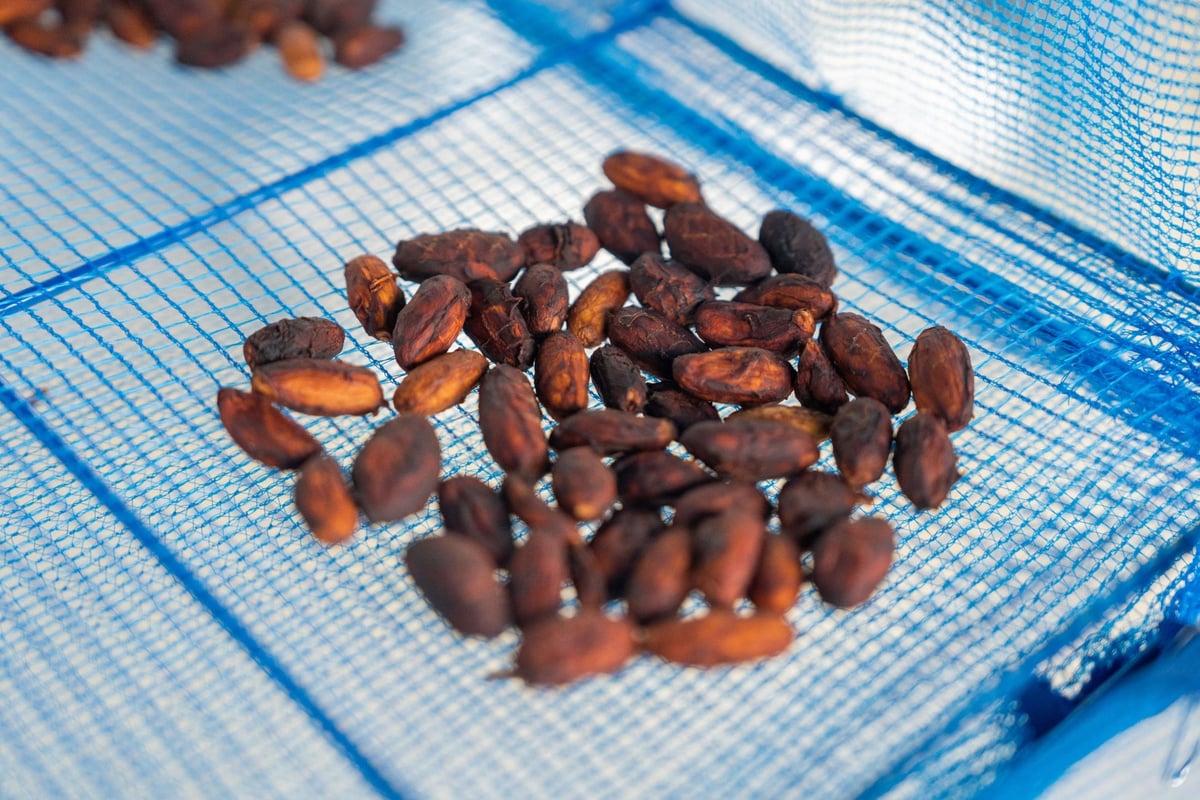 LE CHOCOLAT DE H at VISON: Domestic Chocolate Made from 100% VISON-Grown Cacao From June 24