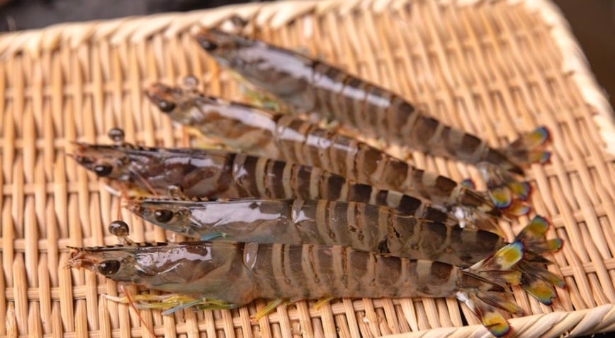 Kuruma shrimp