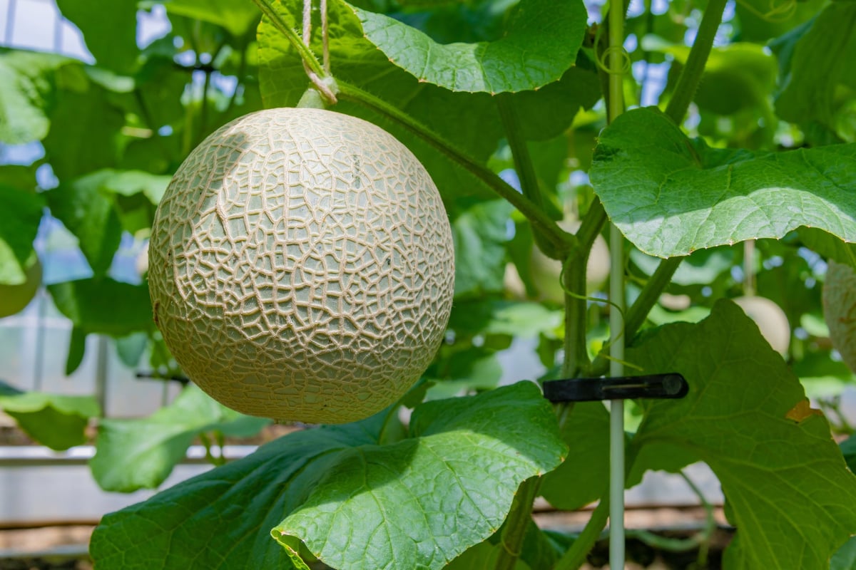 Melon Festival in Ibaraki: Celebrate Japan's Top Melon-Producing Region – photo 8