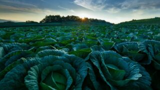 All-You-Can-Eat Summer Harvest Buffet and Fresh Veggie Market Open at Kyukamura Tsumagoi Kazawa in Gunma