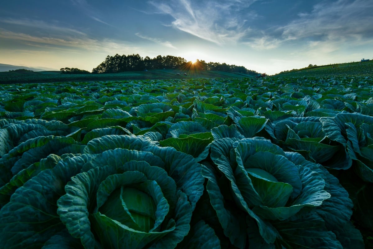 Tsumagoi Village stays cool even in summer, and highland vegetables like Tsumagoi cabbage grow deliciously.