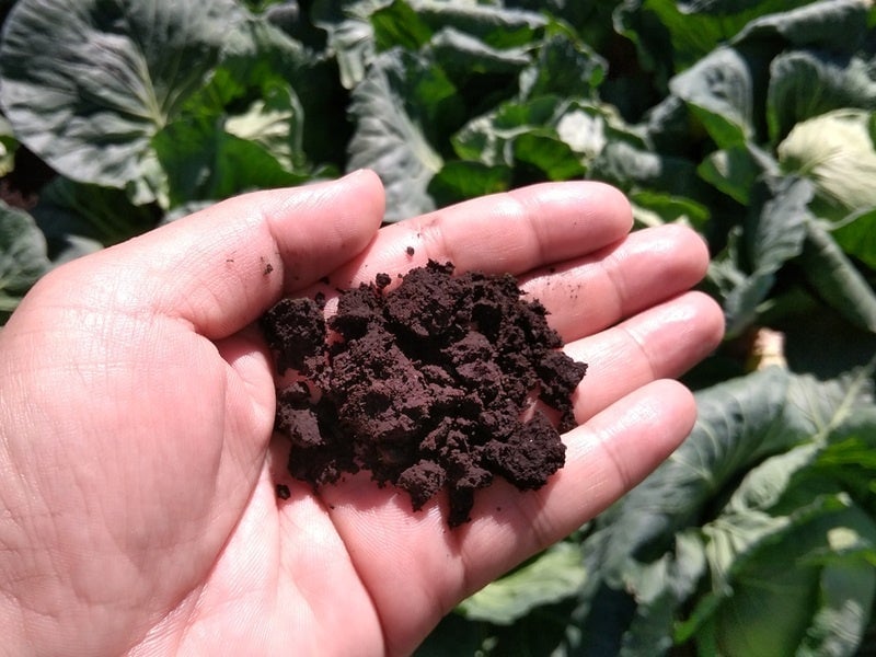 Rich black soil (black volcanic soil).