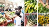 Corn & Edamame Festival at Ark Hills, Tokyo — June 20