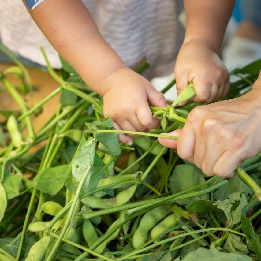 Corn & Edamame Festival at Ark Hills, Tokyo — June 20
