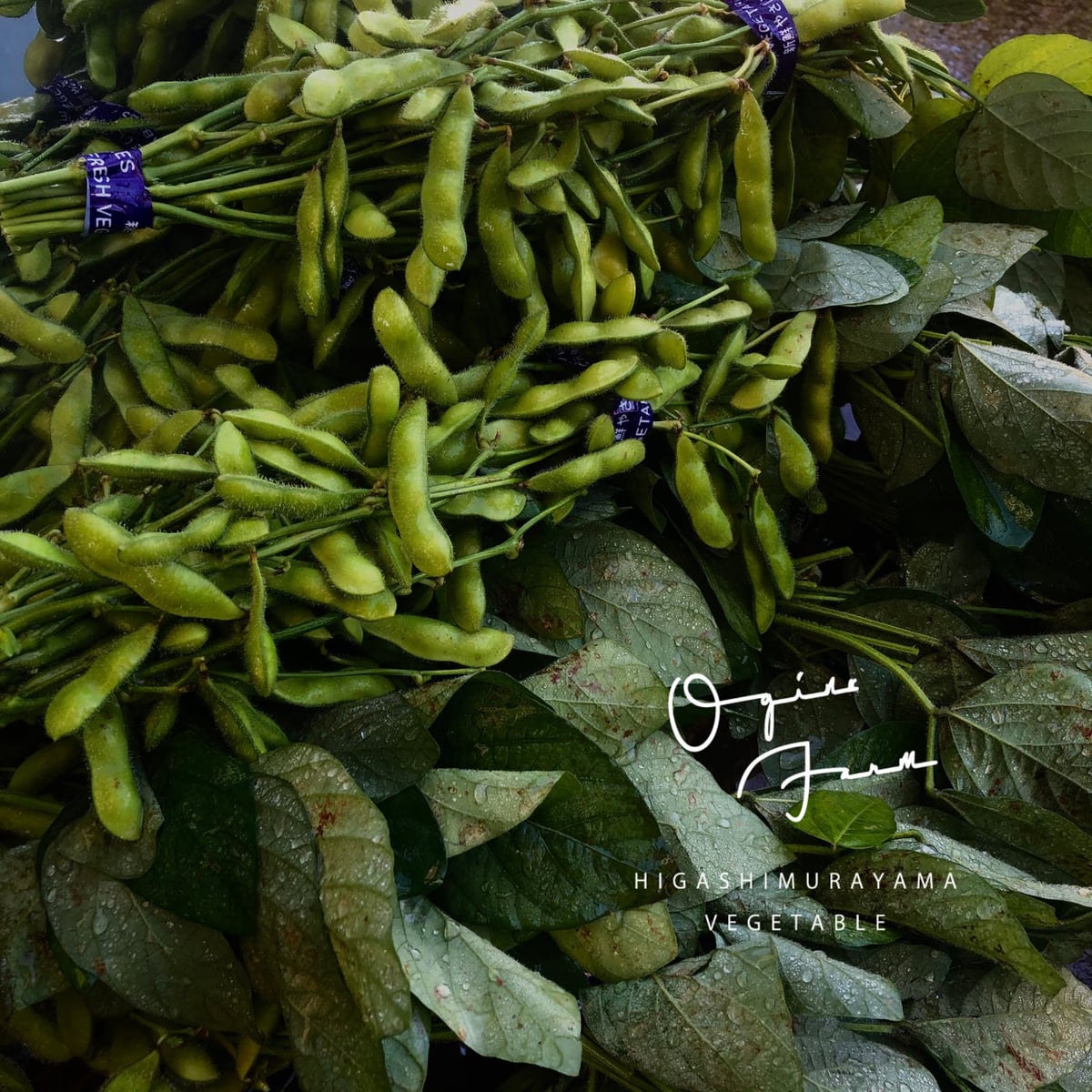 Corn & Edamame Festival at Ark Hills, Tokyo — June 20