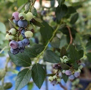 Corn & Edamame Festival at Ark Hills, Tokyo — June 20