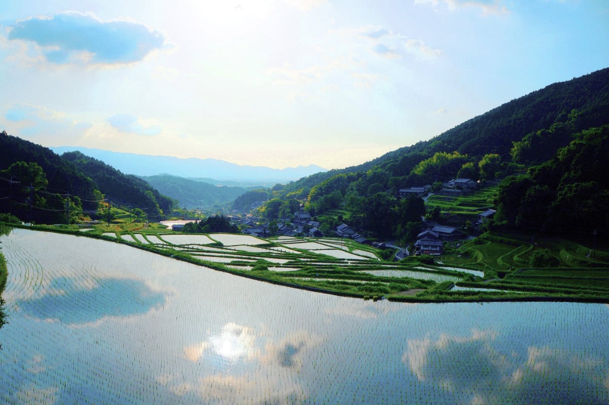 Terraced rice fields in Hosokawa, showcasing scenes typical of Asuka Village.