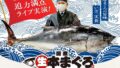 kappa sushi live domestic bluefin tuna cutting show nagoya july 26 01