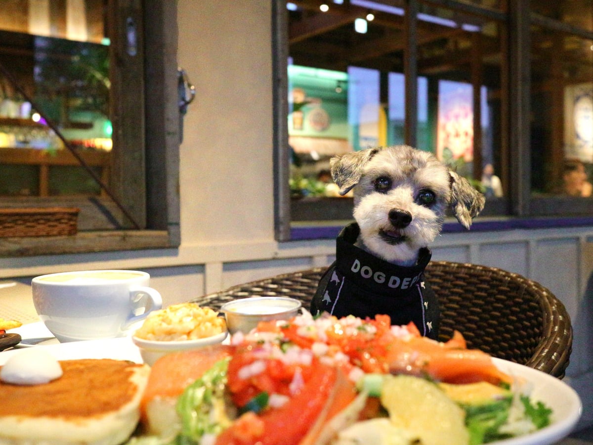 Dog-friendly image