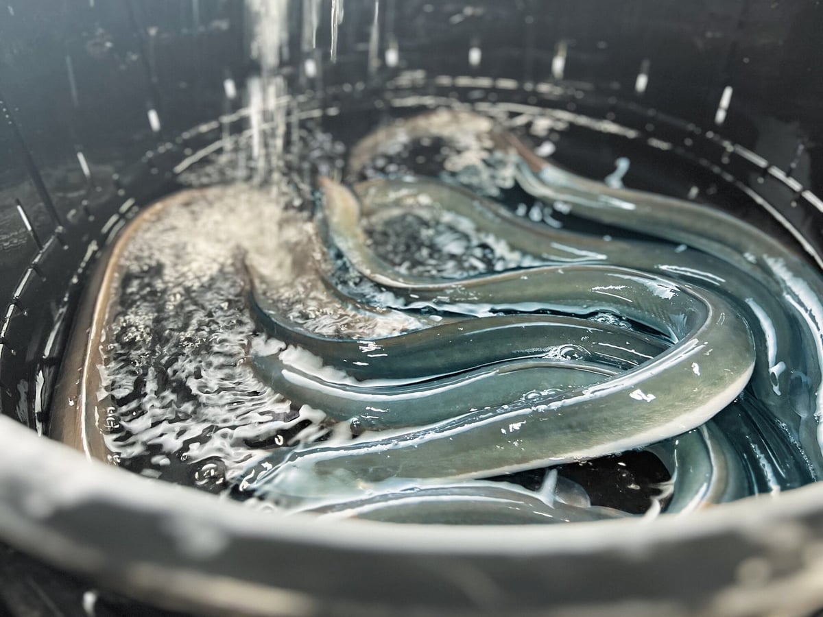 Using top-quality ingredients that allow the natural flavor and elegant fat of eel to shine.
