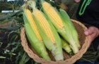 Go no Kimi (corn)
