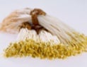Owani Onsen Moyashi (bean sprouts)