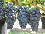 Steuben grapes