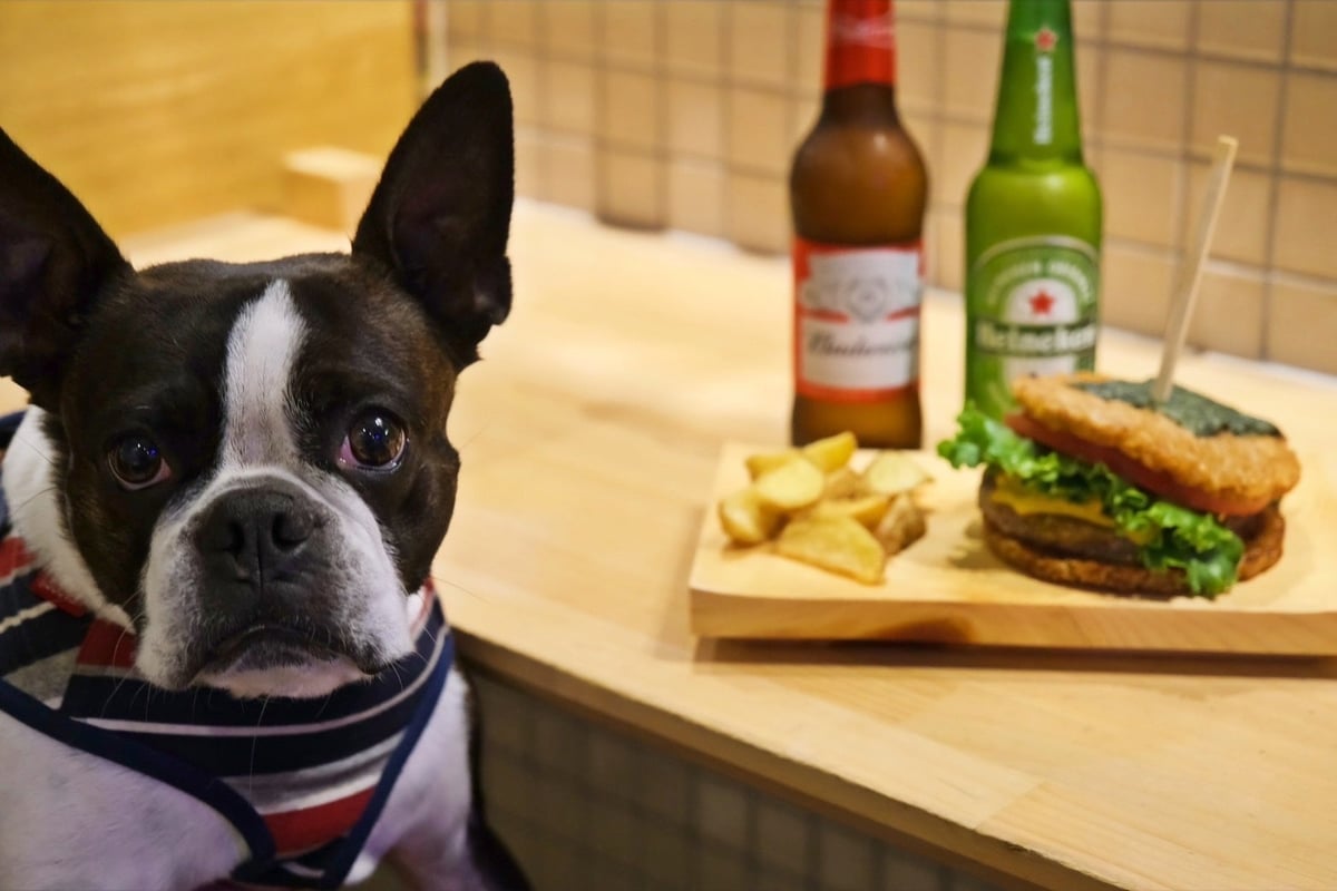 The shop dog Jiro greets customers during dinner time
