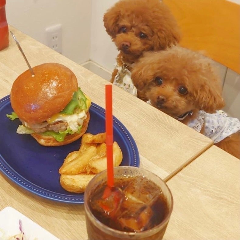 Dog-friendly menu options are also available