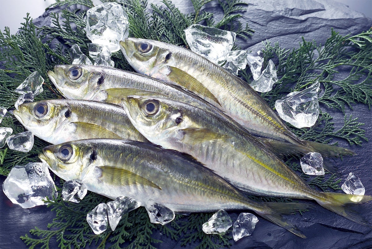 Horse mackerel 1 fish — ¥180 (tax included)