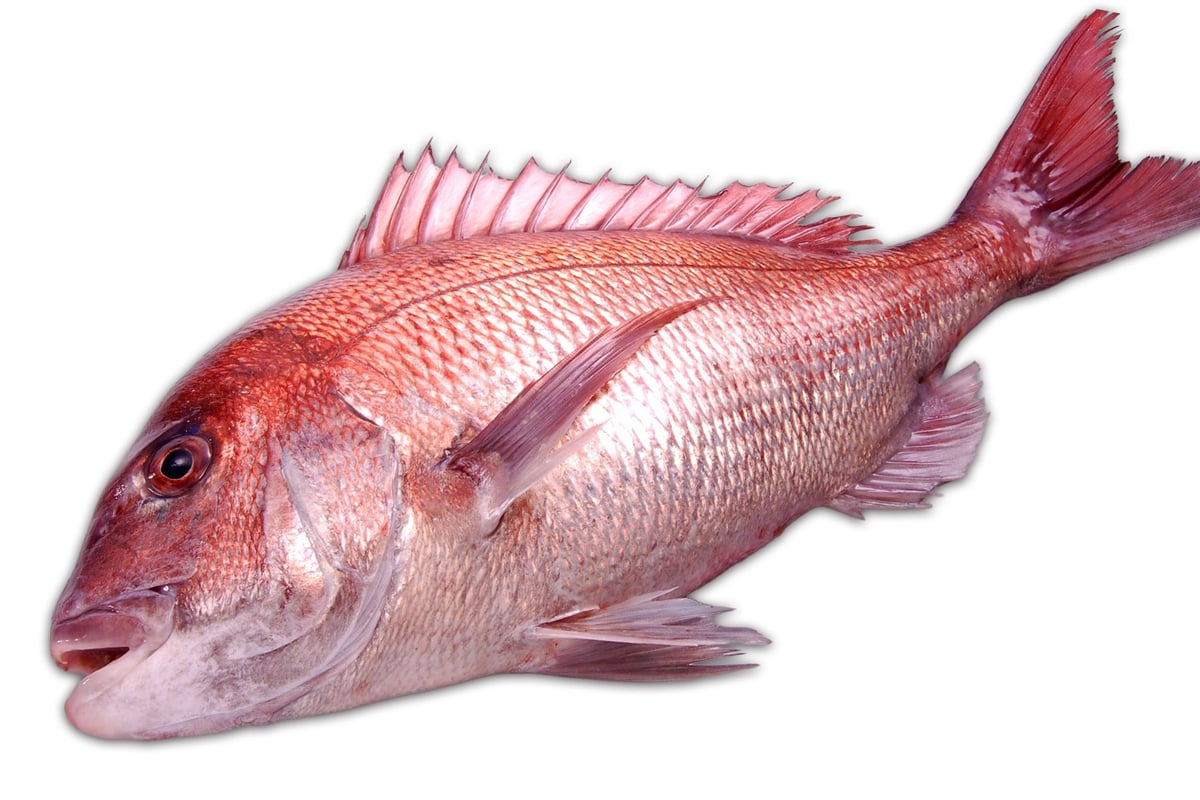 Red snapper half-body — ¥700 (tax included)