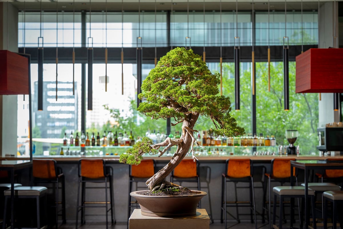 Bonsai exhibition commemorating the 8th anniversary of opening