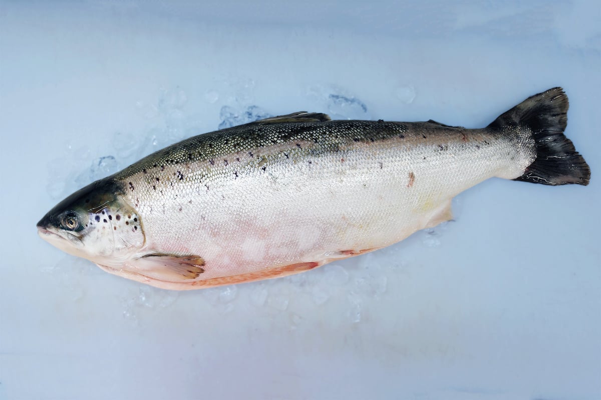 Samurai Salmon