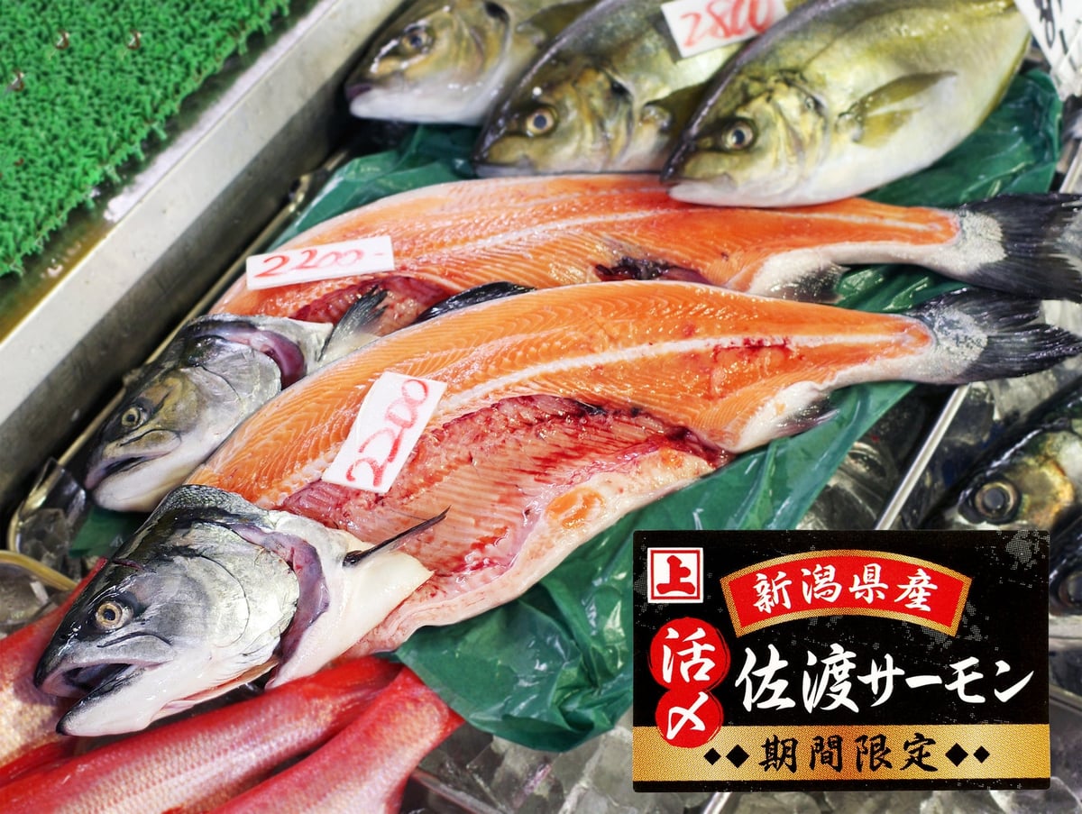 Sado Salmon, available from late April to May as a limited-time catch.