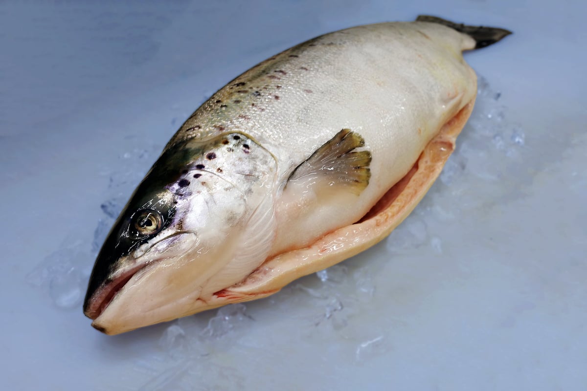 Samurai Salmon