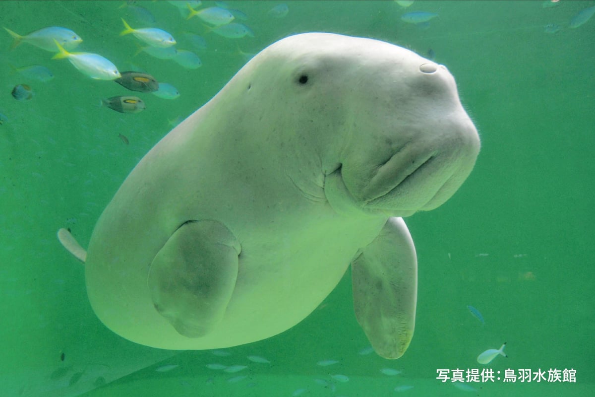 Sheraton Miyako Hotel Osaka and Toba Aquarium Launch Collaborative Afternoon Tea in Osaka