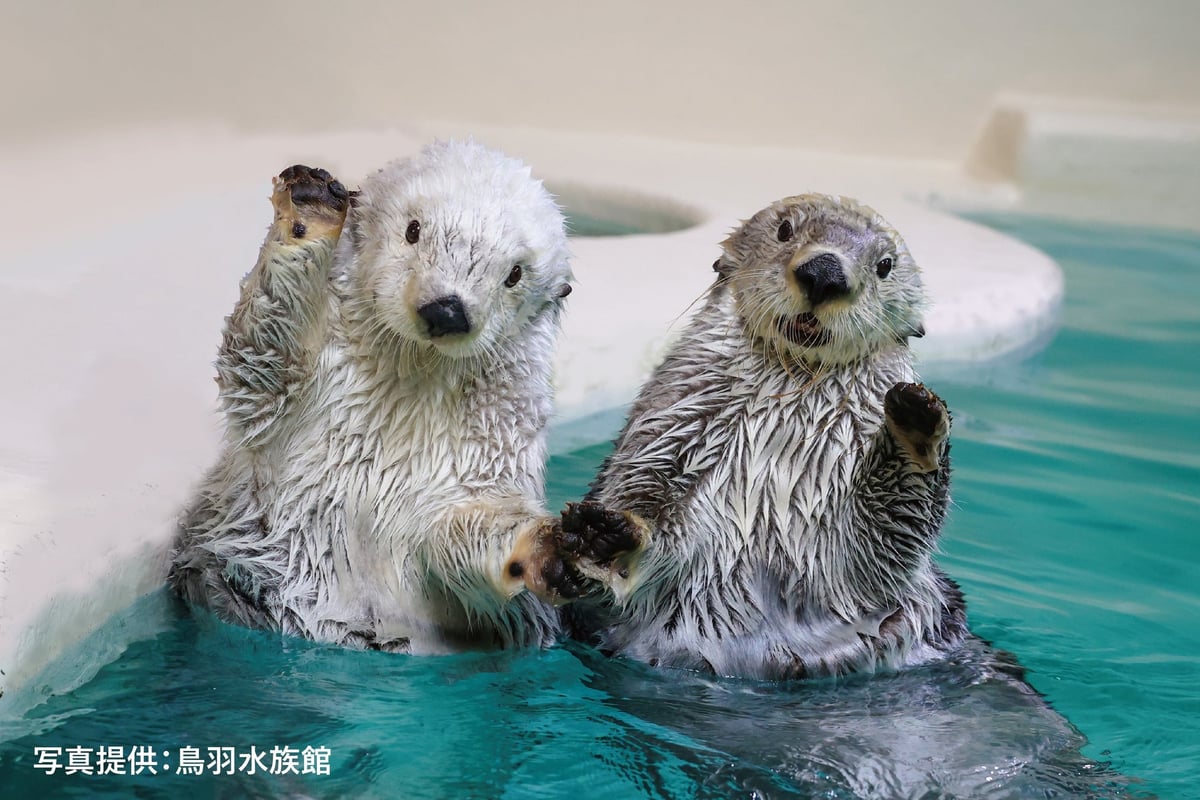 Sheraton Miyako Hotel Osaka and Toba Aquarium Launch Collaborative Afternoon Tea in Osaka