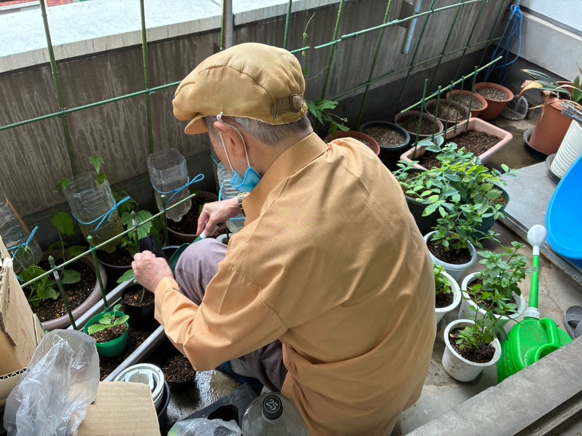 Shinjuku's Mojito Mint Grown at Local Care Facility