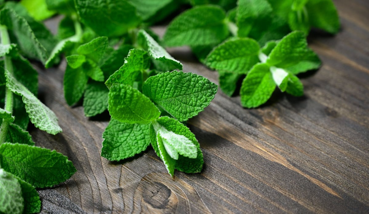 Indulge in 'Sozai ni Honki no Choco Mint' Liqueur from KURAND, Japan — Available from May 21, 2026