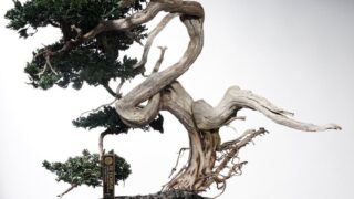 toufu tokyo re bonsai pop up isetan shinjuku 01