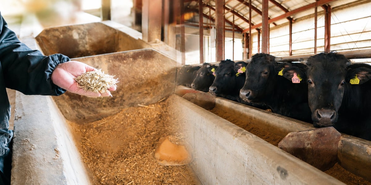 Miraculous flavor nurtured by 100% natural feed, without relying on medicine