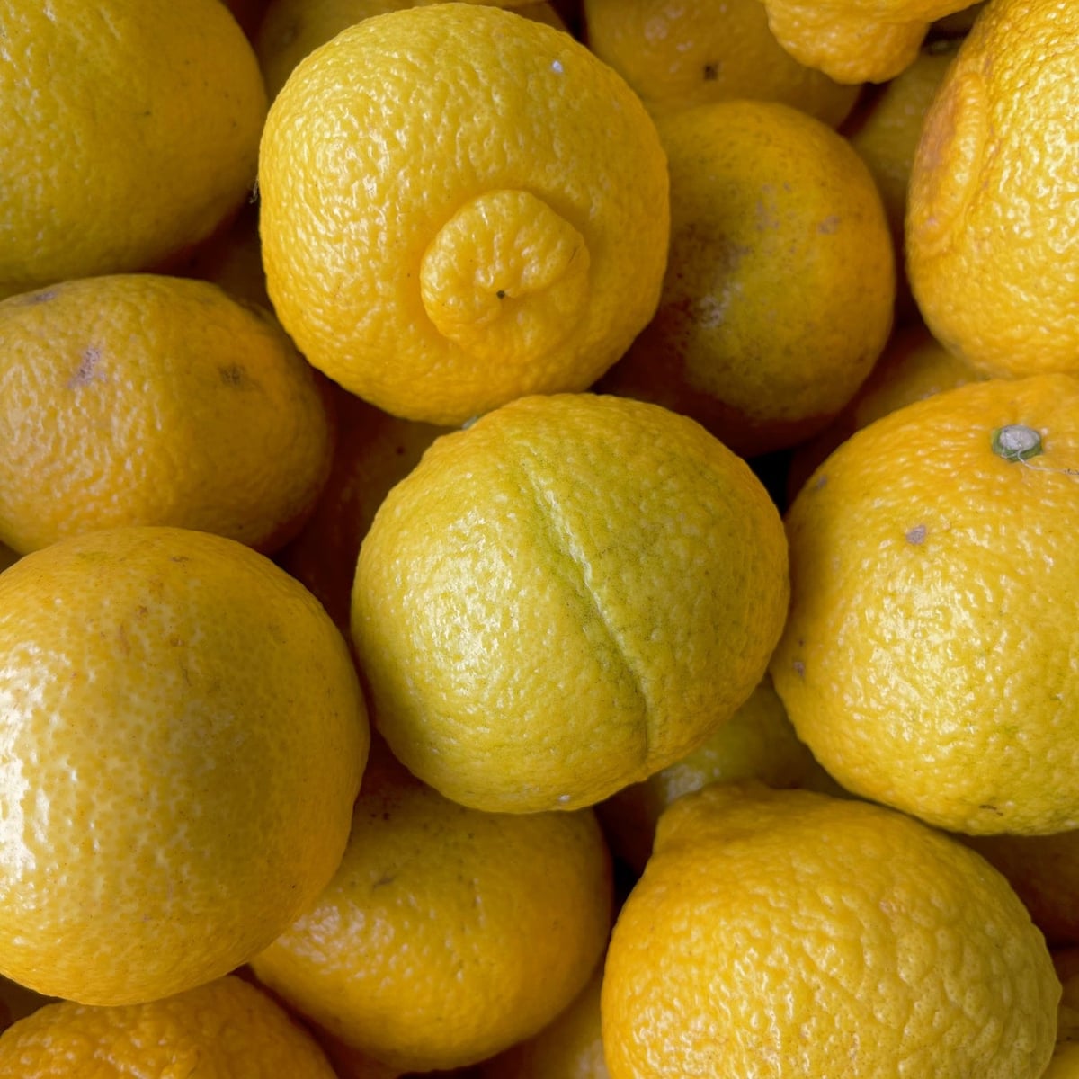 Haruka citrus from Itoshima
