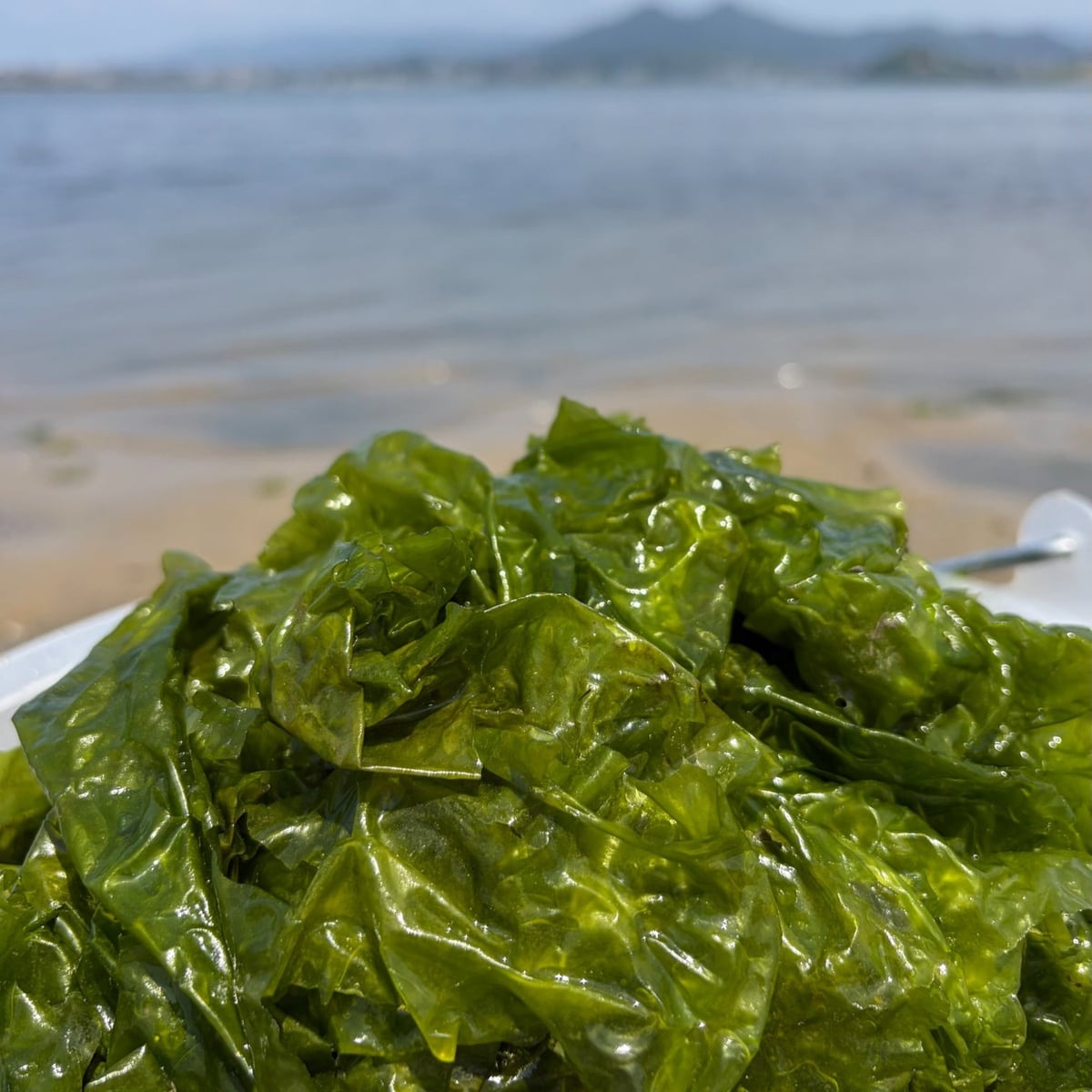 Aosa seaweed harvested in Hakata Bay