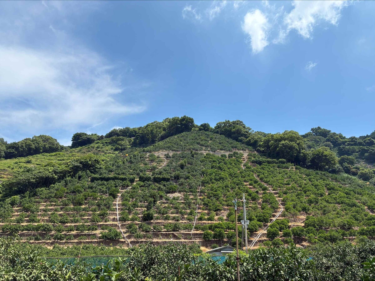 A beautiful terraced rice field unique to Wakayama, built with natural stones (Uenoyama Farm)
