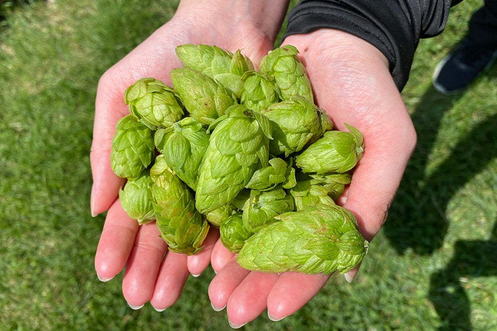 ▶Freshly harvested 'Mt. Fuji Hops' are immediately transported to the brewery.