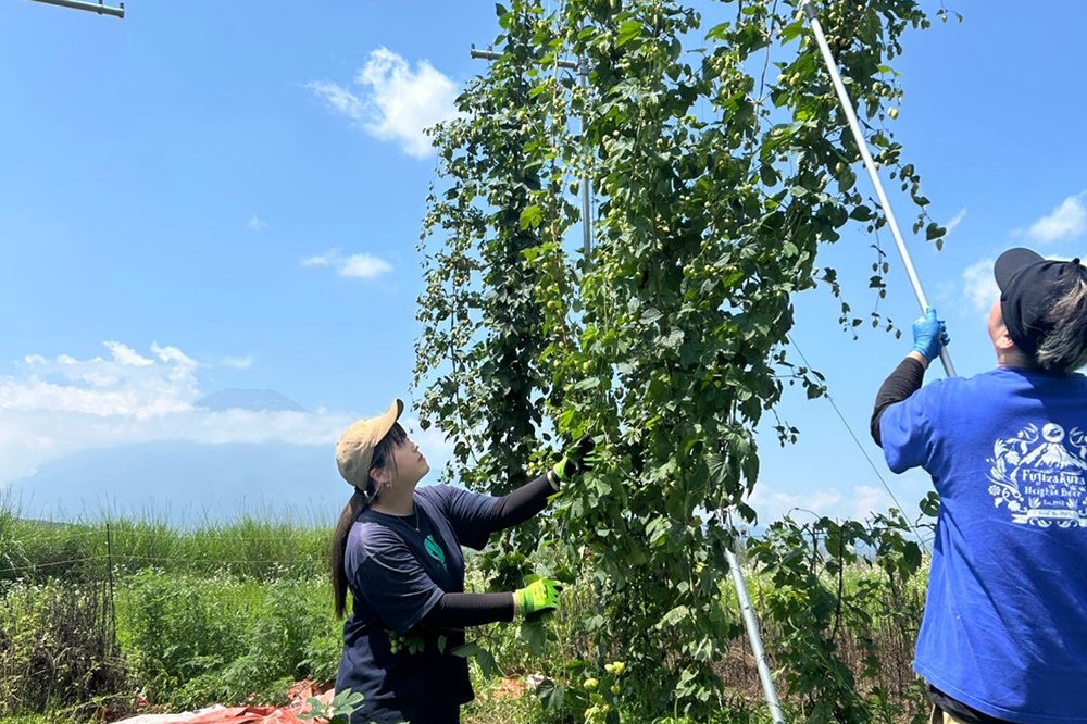 Only 960 Bottles: Fujizakura Kogen Beer’s Hopfen-Sauer in Fujikawaguchiko September 18