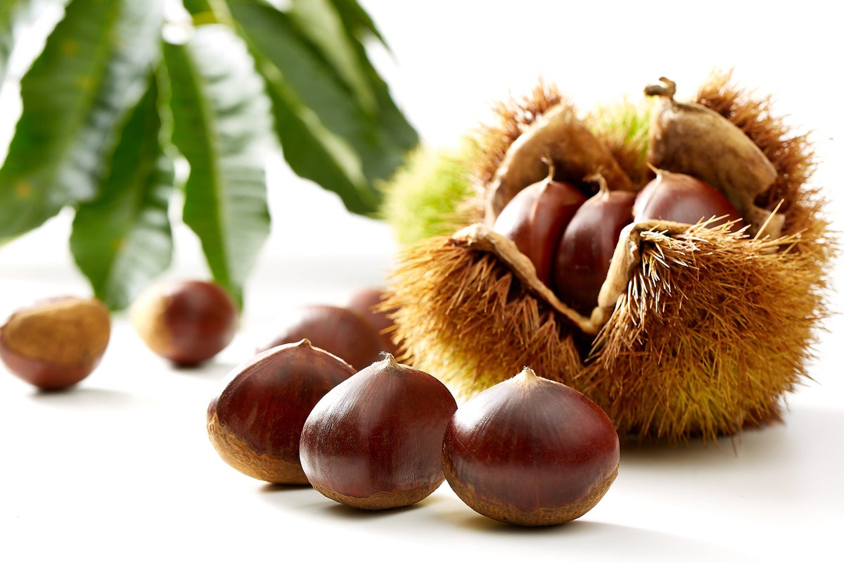 Kasama Chestnuts, known as the leading production area in Ibaraki Prefecture for both cultivation area and yield, are grown in well-drained volcanic ash soil with significant temperature differences between day and night. These large, fragrant, and intensely sweet chestnuts are a regional specialty, often used in high-quality Mont Blanc and other local sweets that have gained nationwide attention. Evolving through advanced techniques by local producers, they are a symbol of autumn flavors.