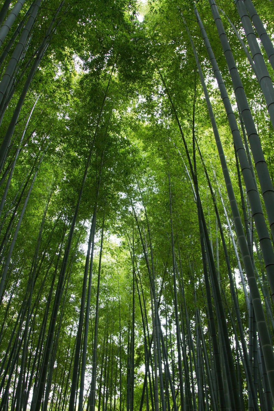 IPPUKU Bamboo Matcha Latte Hits 150M Views in Tokyo’s Tsukiji