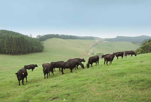 ¥500 Buffet: Kamimura Farm Offers Salad, Ice Cream and Drink Bars Across Japan