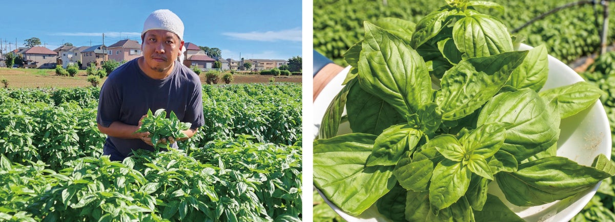 Nomura Farm in Kiyose City is a dedicated vegetable farm. Certified with GAP and mindful of SDGs, they are committed to sustainable agriculture. They grow fragrant basil under strict management.