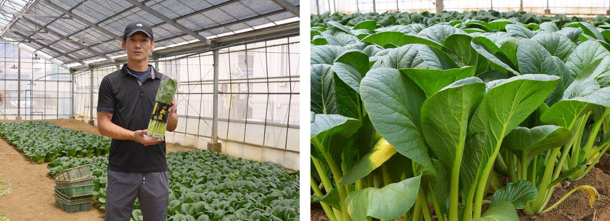At Kado Kura Farm in Edogawa Ward, they cultivate komatsuna based on soil management and data analysis. With wider spacing of about 13cm and ample watering, they produce less bitter, crisp, and juicy stalks with thick stems.