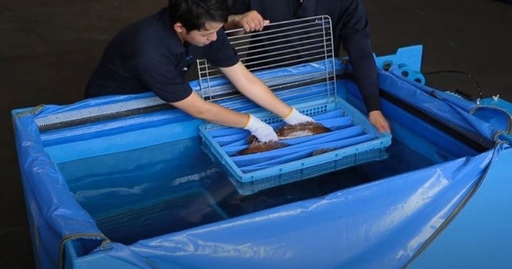 Putting fish into the live fish box
