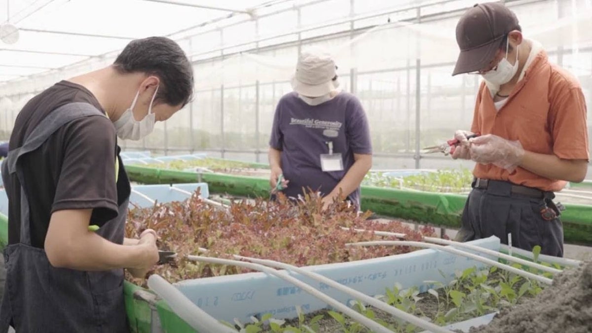 Work scene at Heartful Farm