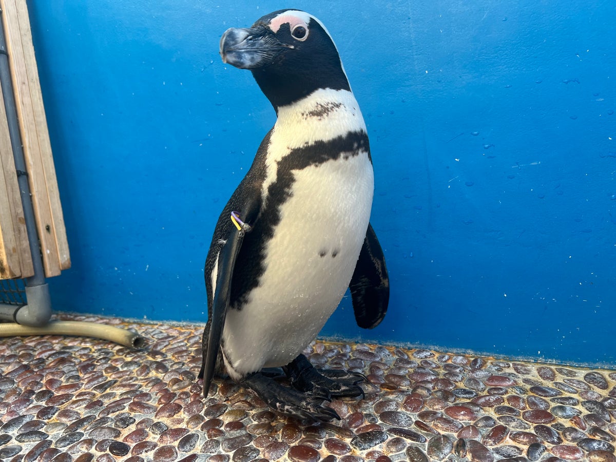 Nickname 'Oimo' born February 21, 2023, Male. 'A splendid physique like a sweet potato,' 'I hope he becomes a familiar and loved presence like a potato.' Named with those staff wishes in mind. The ring color is purple and yellow. He is displayed in the 'Sky Penguin' tank.