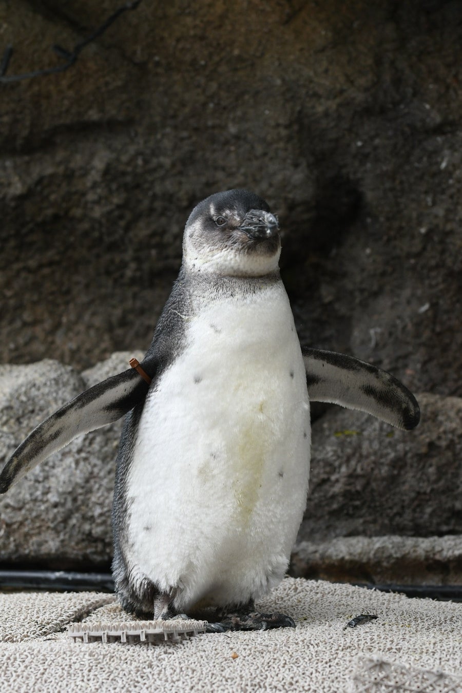 Nickname 'Maron' born October 14, 2025, Male. Born in autumn, so the name was inspired by the season. The staff hope that customers will call him often by giving him an easy-to-pronounce name. The ring color is brown. He is displayed in the 'Grassland Penguin' tank.