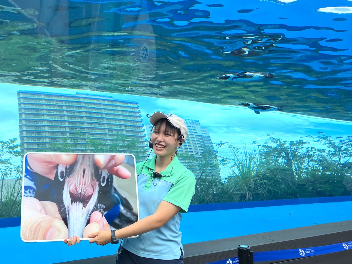 Sky Penguin Feeding Time — Description of the experience