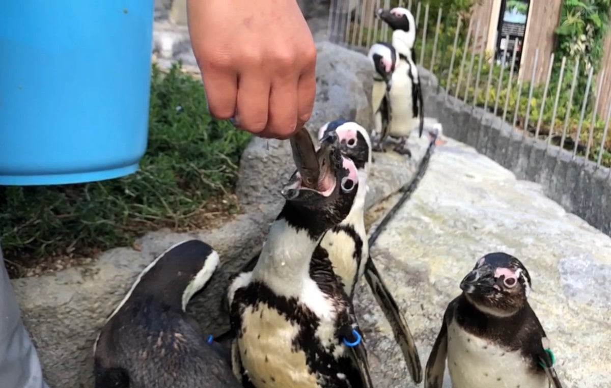 Grassland Penguin Tank Feeding — Image of feeding